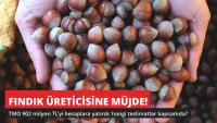 Fındık Üreticisine Müjde! TMO 902 Milyon TL'yi Hesaplara Yatırdı