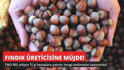 Fındık Üreticisine Müjde! TMO 902 Milyon TL'yi Hesaplara Yatırdı