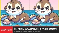 İki Su Samuru Arasındaki 3 Farkı 12 Saniyede Bulanlar Dahi Sayılıyor
