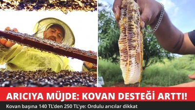 Arıcıya Müjde! Kovan Başına Destek 250 TL'ye Çıktı: Ordulu Üreticiler Dikkat