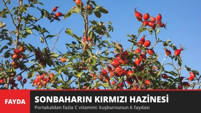 Sonbaharın Kırmızı Hazinesi! Kuşburnunun Size Sevdirecek 6 Faydası