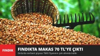 Fındıkta Makas 70 TL'ye Çıktı! Ordu'da Serbest Piyasa TMO'nun Çok Altında