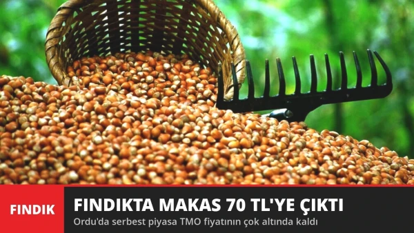 Fındıkta Makas 70 TL'ye Çıktı! Ordu'da Serbest Piyasa TMO'nun Çok Altında